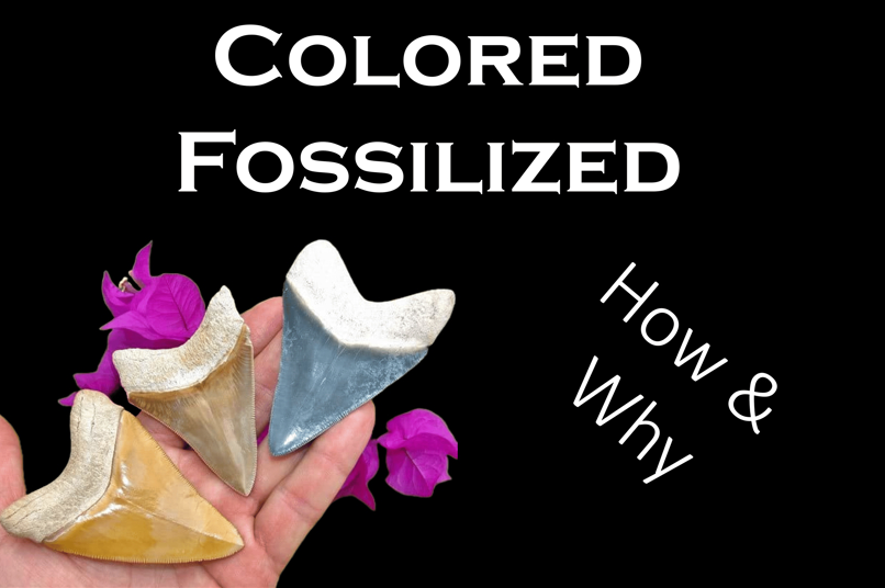 colored fossilized factors